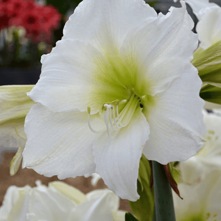 Bulbi-de-Amaryllis-White-Cream-1-Bucata-4 - Pepiniera României
