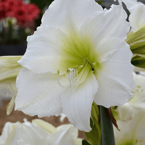 Bulbi de Amaryllis White Cream – imagine 2
