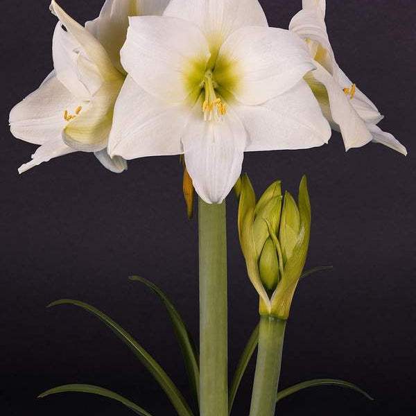 Bulbi-de-Amaryllis-White-Cream-1-Bucata-7 - Pepiniera României