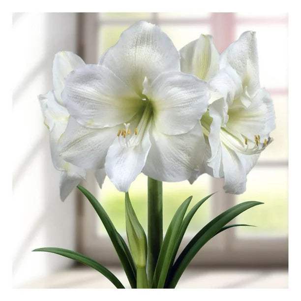 Bulbi-de-Amaryllis-White-Cream-1-Bucata-7 - Pepiniera României