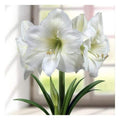 Bulbi-de-Amaryllis-White-Cream-1-Bucata-7 - Pepiniera României