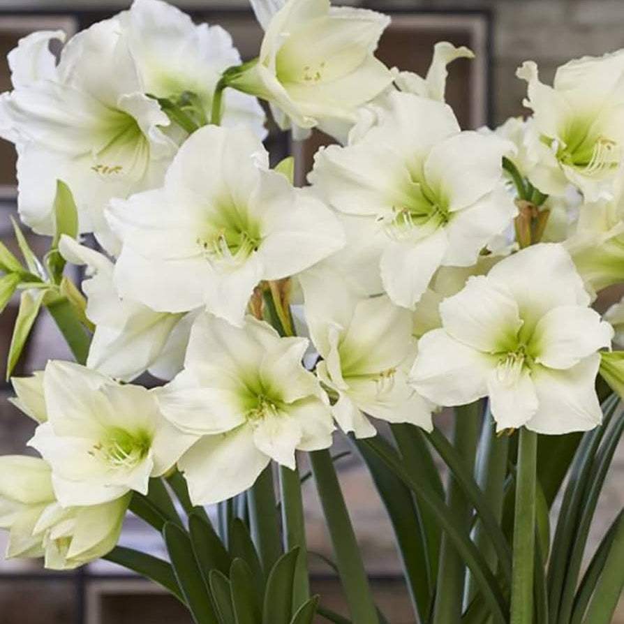 Bulbi-de-Amaryllis-White-Garden-1-Bucata-1 - Pepiniera României