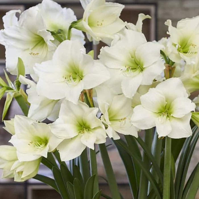 Bulbi de Amaryllis "White Garden", 1 Bucata