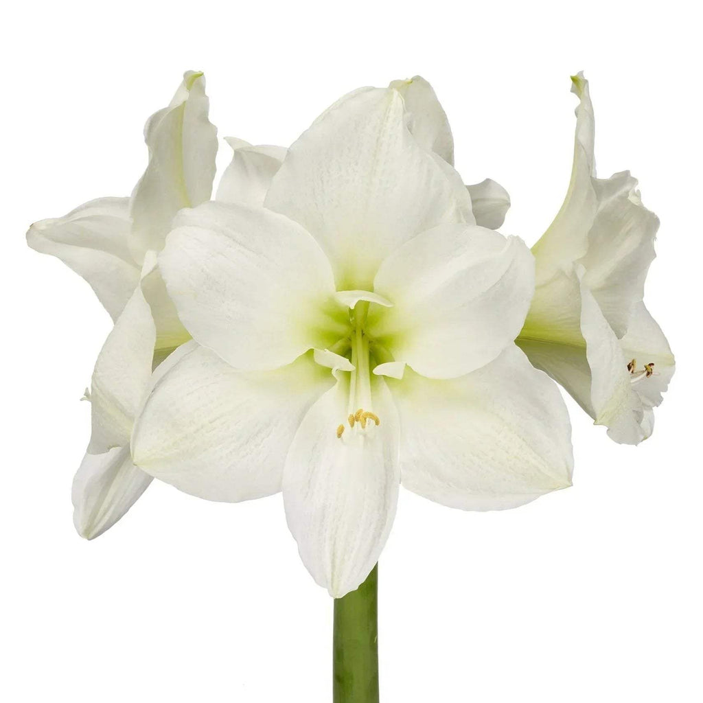 Bulbi-de-Amaryllis-White-Garden-1-Bucata-2 - Pepiniera României