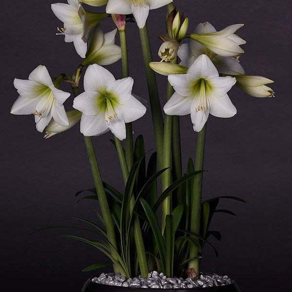 Bulbi-de-Amaryllis-White-Garden-1-Bucata-3 - Pepiniera României