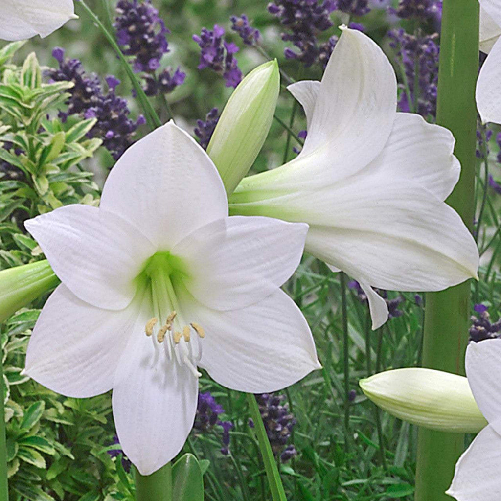 Bulbi-de-Amaryllis-White-Garden-1-Bucata-5 - Pepiniera României