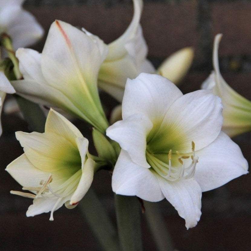 Bulbi-de-Amaryllis-White-Garden-1-Bucata-8 - Pepiniera României