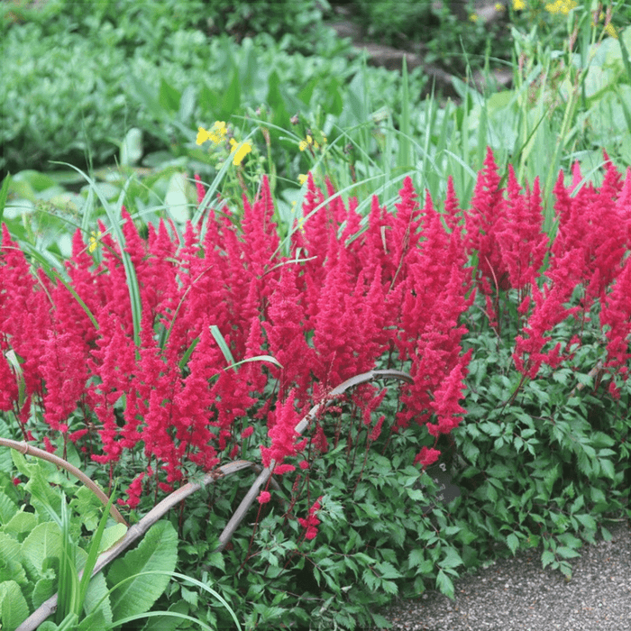 Bulbi de Astilbe "Fanal", Rosu - Rozaliu, 1 Bucata la ghiveci