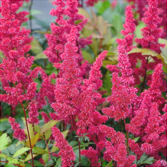 Bulbi de Astilbe "Fanal", Rosu - Rozaliu, 1 Bucata la ghiveci