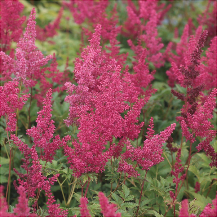 Bulbi de Astilbe "Fanal", Rosu - Rozaliu, 1 Bucata la ghiveci