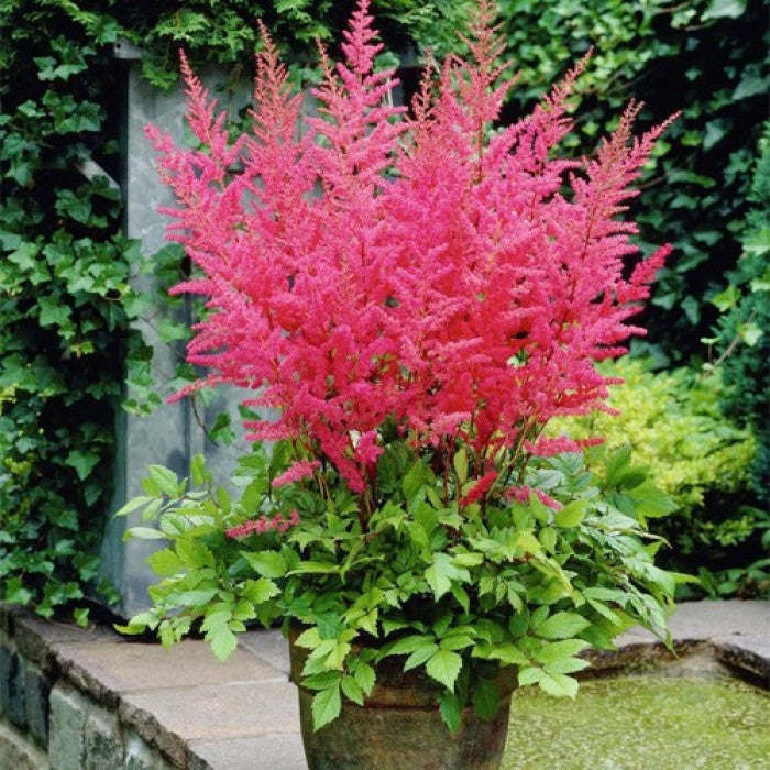 Bulbi de Astilbe "Granat", Roz Inchis, 1 Bucata la ghiveci