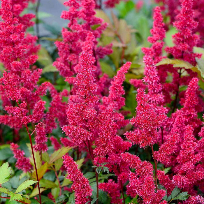 Bulbi de Astilbe "Granat", Roz Inchis, 1 Bucata la ghiveci