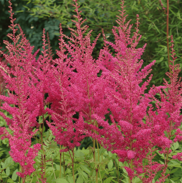 Bulbi de Astilbe "Granat", Roz Inchis, 1 Bucata la ghiveci