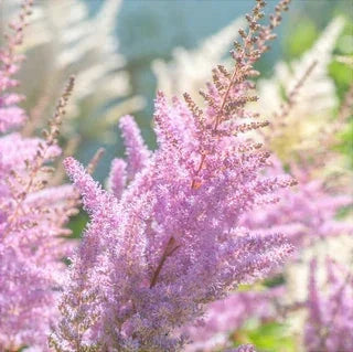 Bulbi de Astilbe "Pumila", Roz Deschis, 1 Bucata la ghiveci