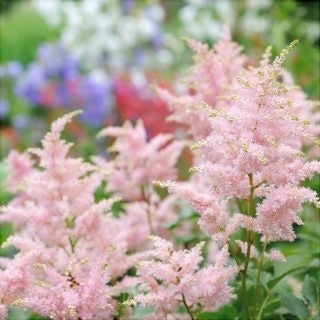Bulbi de Astilbe "Pumila", Roz Deschis, 1 Bucata la ghiveci