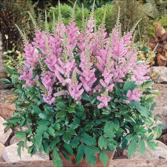 Bulbi de Astilbe "Pumila", Roz Deschis, 1 Bucata la ghiveci