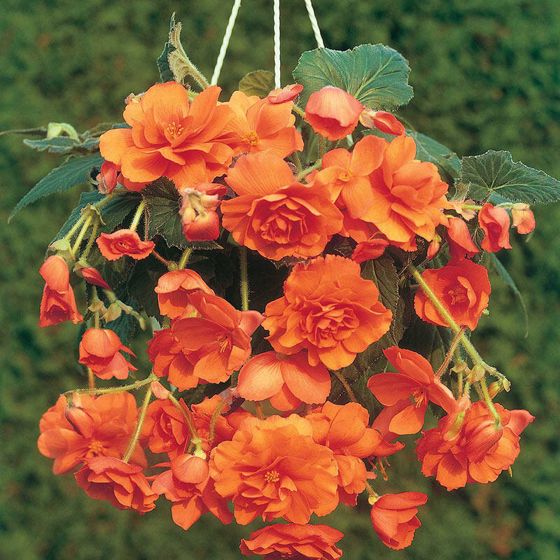 Begonia pendula portocalie în ghiveci suspendat, flori decorative, fundal verde