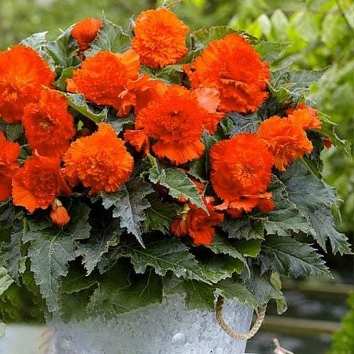 Bulbi de Begonia Fimbriata portocaliu înfloriți într-un ghiveci, frunze verzi decorative