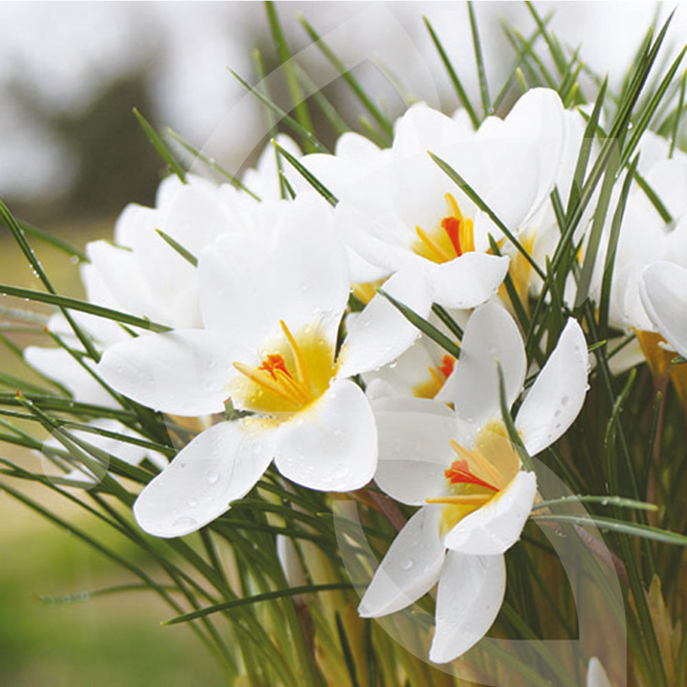 Bulbi de Brândușe "Ard Schenk", 5 Bucăți