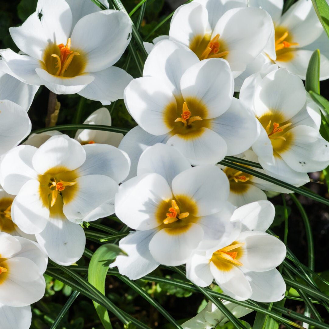 Bulbi de Brândușe "Ard Schenk", 5 Bucăți