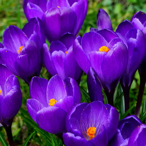 Bulbi de Branduse "Barr's Purple Tommasianus", 5 Bucati