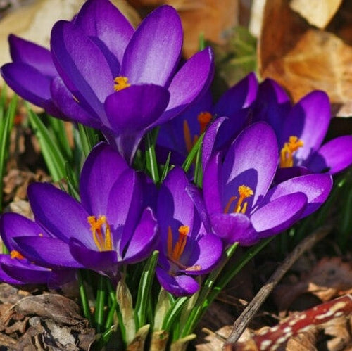 Фиолетовые крокусы Barr's Purple Tommasianus растут среди листьев в саду