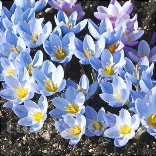 Голубые крокусы Blue Pearl с жёлтыми тычинками на садовой грядке, весенние цветы.