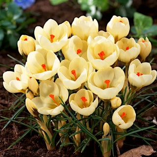 Bulbi de Branduse "Cream Beauty", 5 Bucati