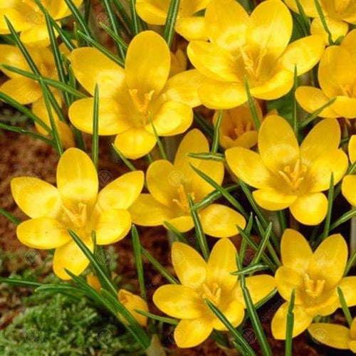 Жёлтые крокусы Dorothy Chrysanthus, крупный план цветов на клумбе, весенние луковичные растения