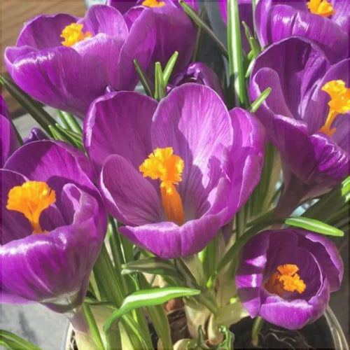 фиолетовые крокусы Flower Record с жёлтыми тычинками, крупный план, садовые цветы