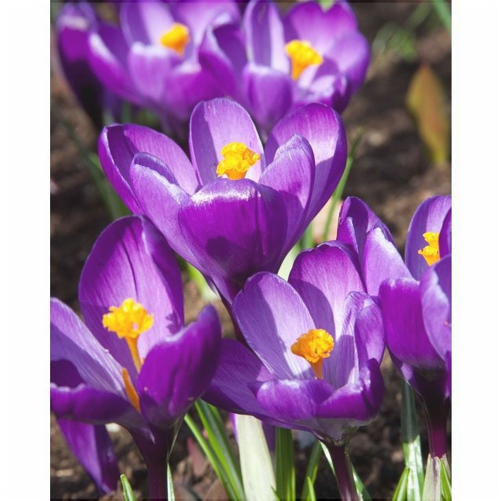 Bulbi de Brândușe "Flower Record ", 5 Bucăți