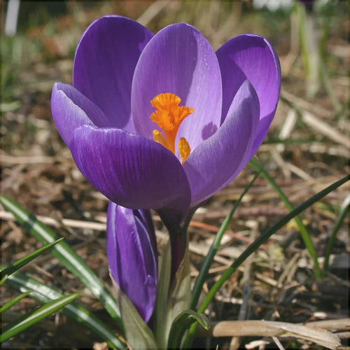 Фиолетовый цветок крокуса Flower Record с ярко-оранжевой сердцевиной на открытом грунте