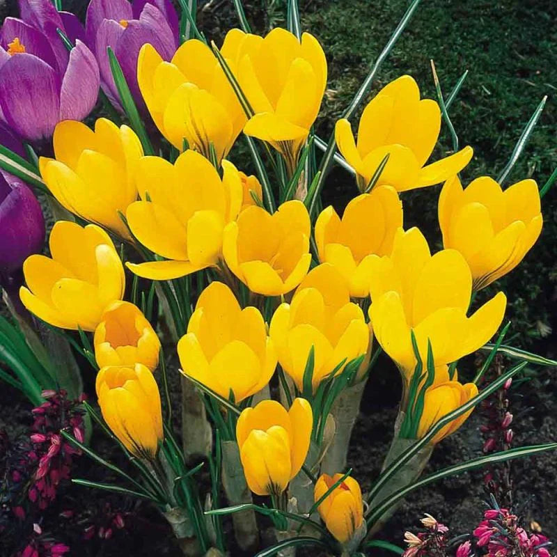 Жёлтые крокусы Golden Yellow на клумбе, ранневесенние цветы, луковичные растения