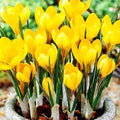 Жёлтые крокусы Golden Yellow в горшке, цветущие весной, свежие луковичные цветы