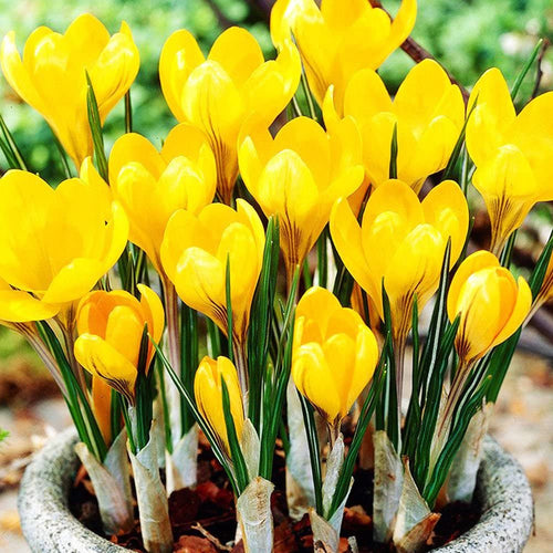 Жёлтые крокусы Golden Yellow в горшке, цветущие весной, свежие луковичные цветы