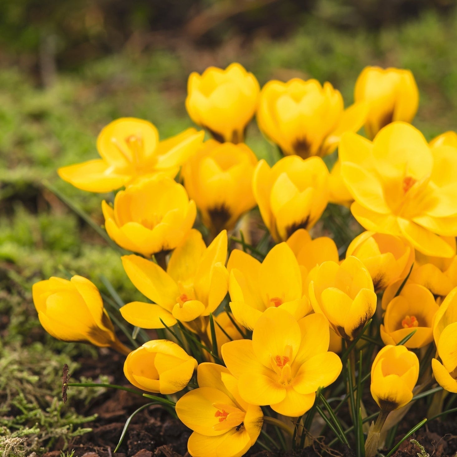 Bulbi de Brândușe "Goldilocks", 5 Bucăți