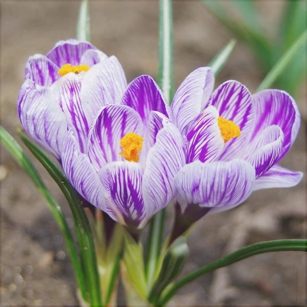 Фиолетово-белые цветы крокуса Vernus King of the Striped на клумбе, крупный план