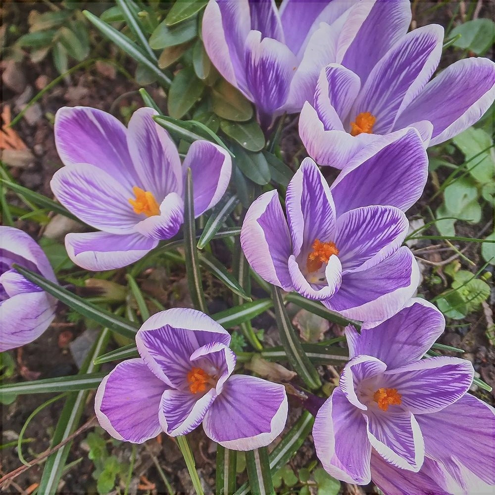 Фиолетовые крокусы King of the Striped с белой каймой и оранжевой серединкой в саду