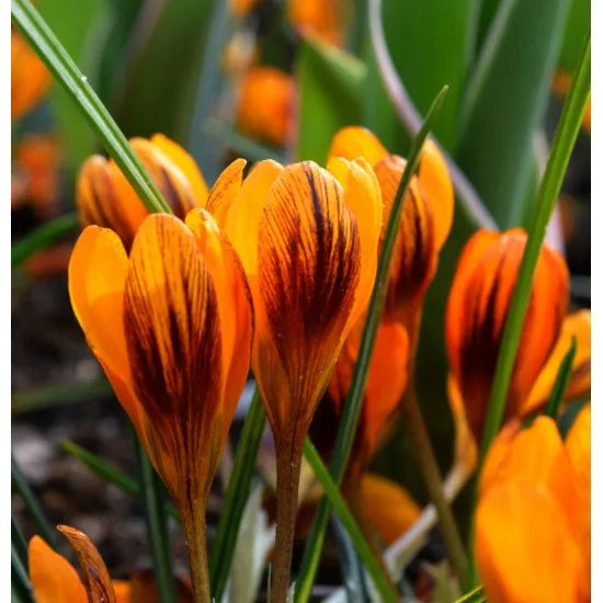 Оранжевые цветы крокуса Orange Monarch растут на клумбе, весенние луковичные растения