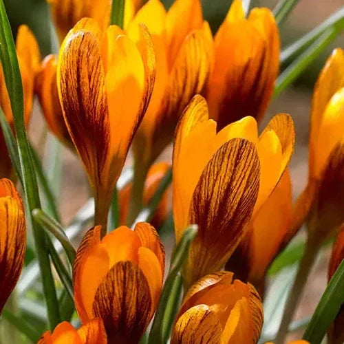 Оранжевые крокусы Orange Monarch в саду, крупный план цветущих луковичных цветов