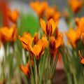 оранжевые крокусы Orange Monarch в цвету, крупный план, свежие весенние цветы