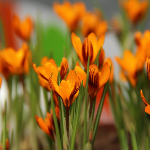 оранжевые крокусы Orange Monarch в цвету, крупный план, свежие весенние цветы