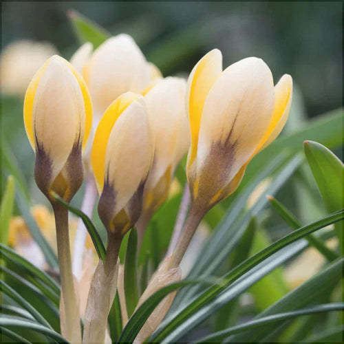 Жёлтые бутоны крокусов Romance Chrysanthus среди зелёных листьев, макро