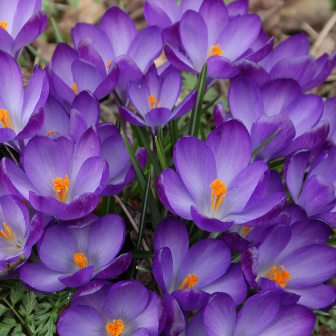 Bulbi de Brândușe "Ruby Gigant ", 5 Bucăți