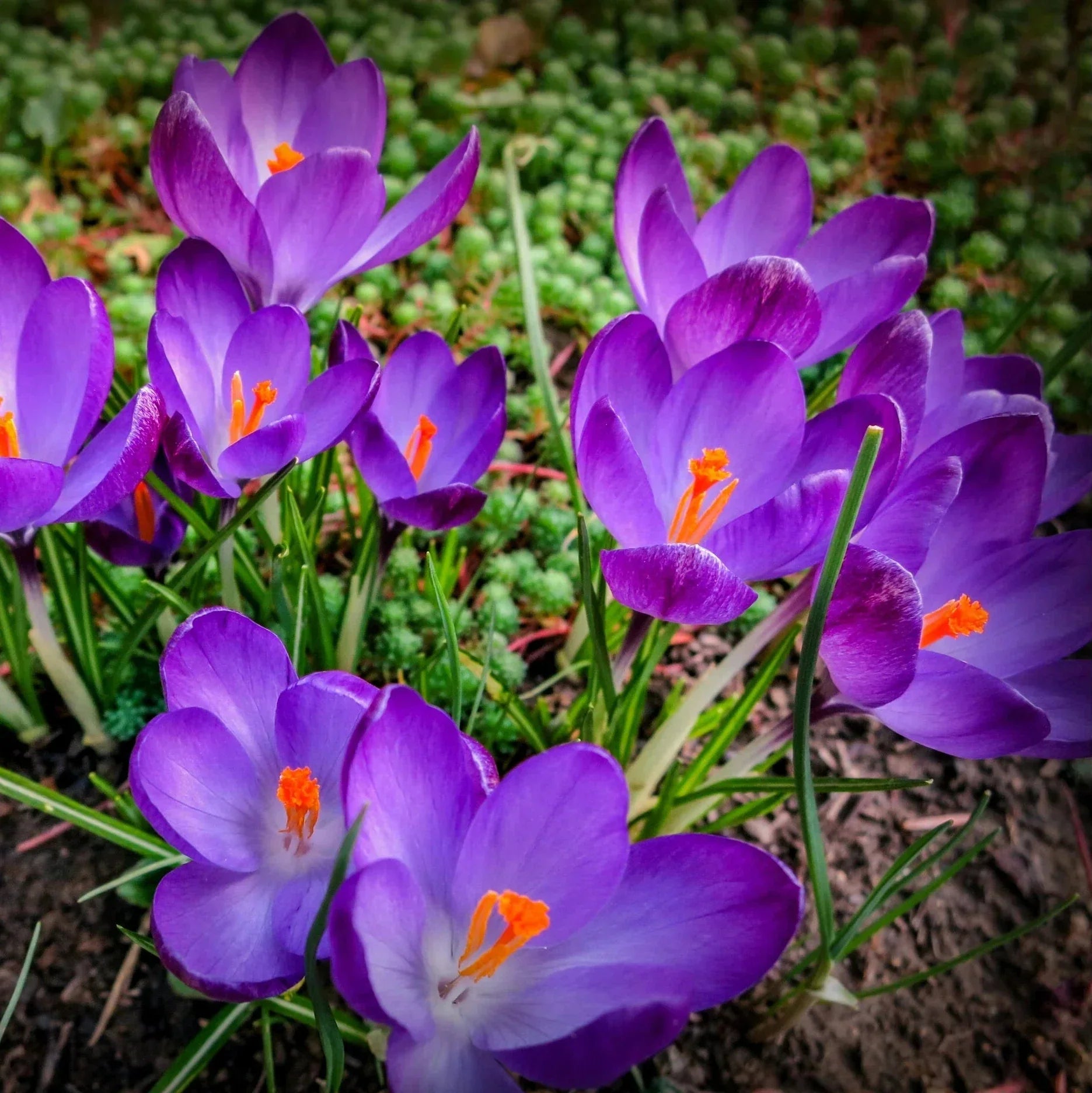 Bulbi de Brândușe "Ruby Gigant ", 5 Bucăți