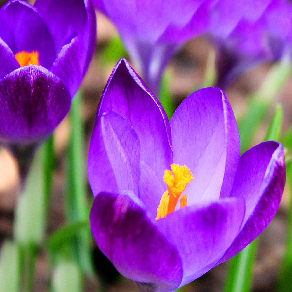 Bulbi de Brândușe "Ruby Gigant ", 5 Bucăți