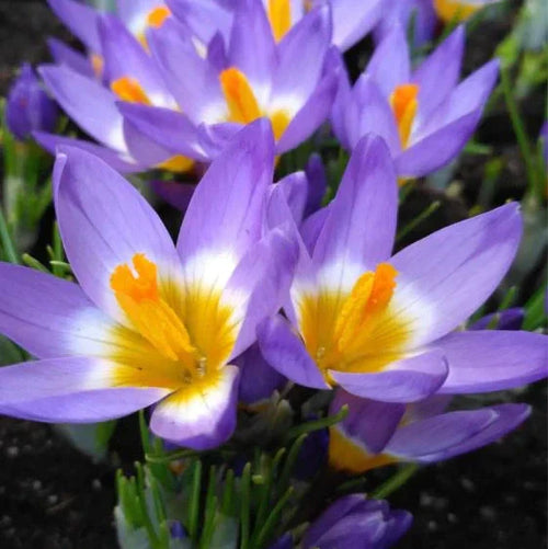 Фиолетовые цветы крокуса Sieberi Sublimis Tricolor с жёлтой серединкой, растущие в саду