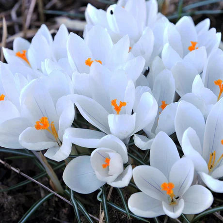 Bulbi de Branduse "Snow Bunting", 5 Bucati