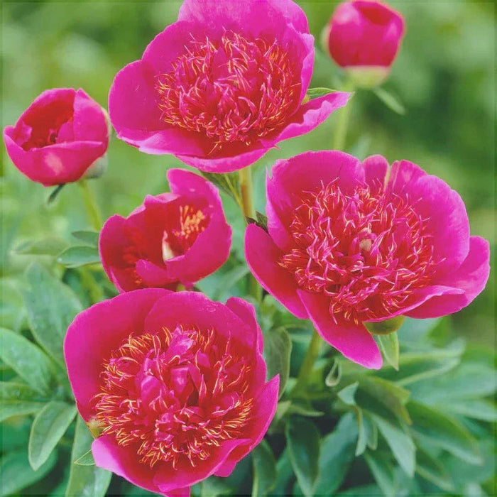 Bulbi de Bujor "Anemoniflora", 1 Radacina