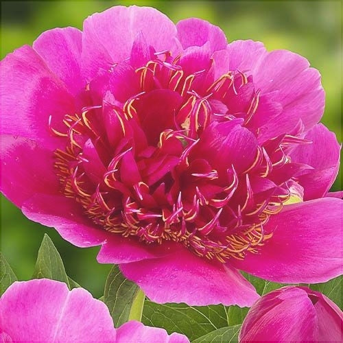 Bulbi de Bujor "Anemoniflora", 1 Radacina